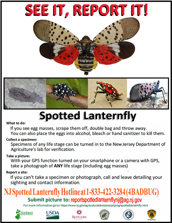 report spotted lanternflies
